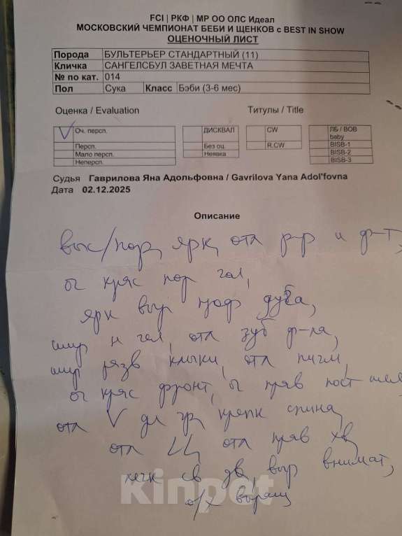 Собаки в Москве: Бультерьер Марфа Девочка, 150 000 руб. - фото 4