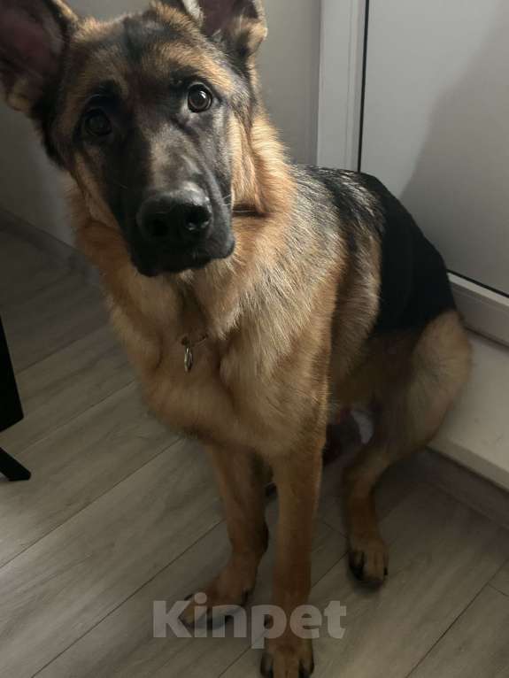 Собаки в Липецке: Немецкая овчарка Мальчик, 30 000 руб. - фото 2