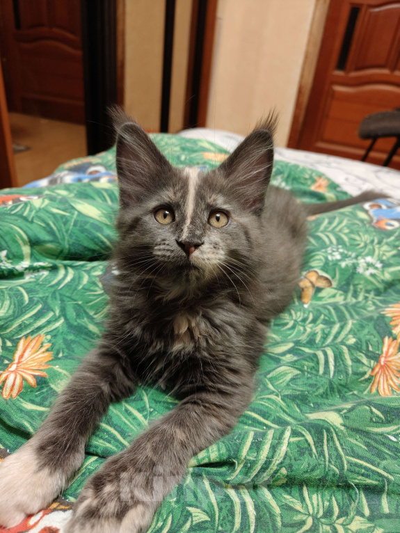 Кошки в Москве: Голубокремовая девочка Девочка, Бесплатно - фото 1