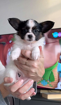 папийоны красивые щенки