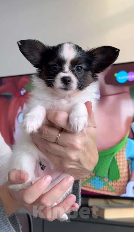 Собаки в Воронеже: папийоны красивые щенки Мальчик, 40 000 руб. - фото 1