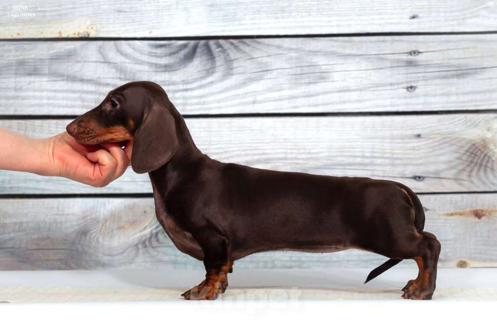 Собаки в Москве: Такса миниатюрная/кроличья(щенок) Девочка, Бесплатно - фото 4