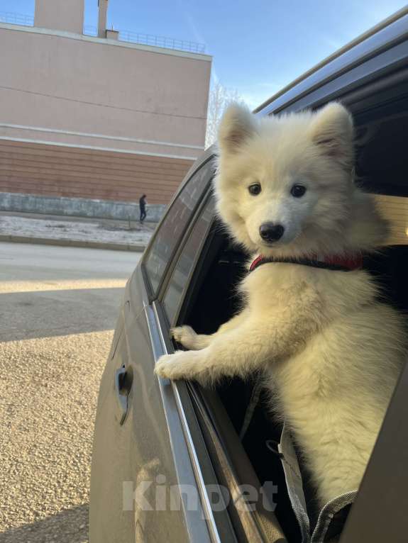 Собаки в Самаре: Отдаем подружку  Девочка, 40 000 руб. - фото 3