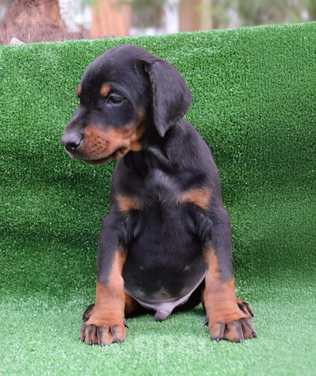 Собаки в Санкт-Петербурге: Щенок добермана Мальчик, 70 000 руб. - фото 1