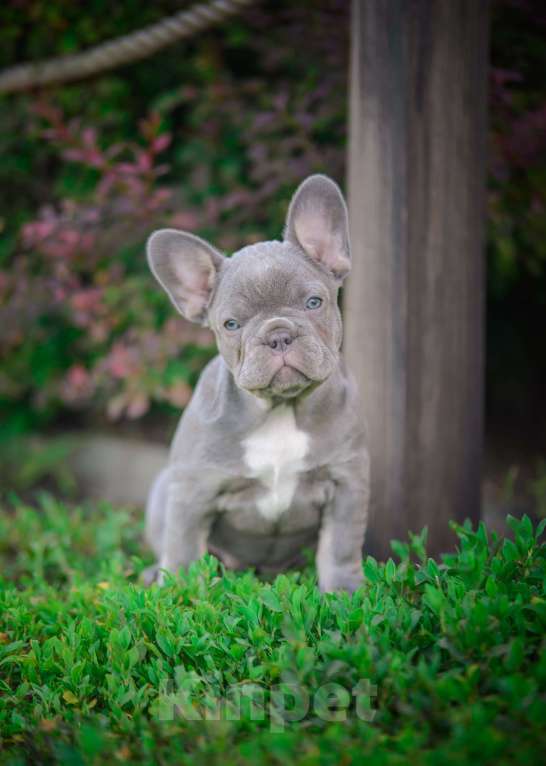 Собаки в Белгороде: Французский бульдог щенки Девочка, 90 000 руб. - фото 3