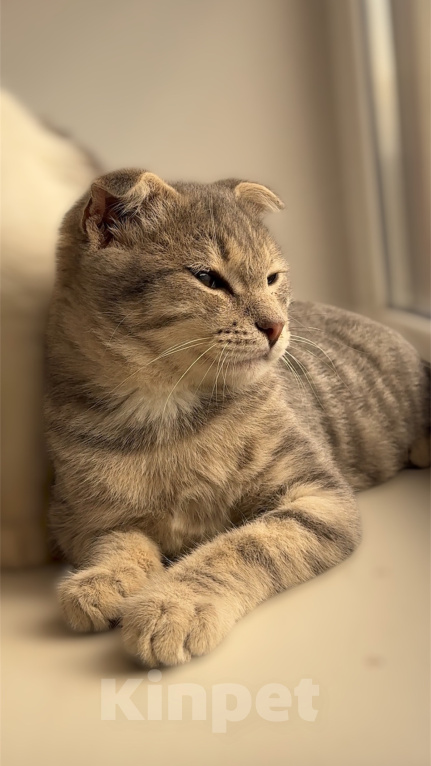 Кошки в Краснодаре: Котенок в добрые руки Мальчик, Бесплатно - фото 2