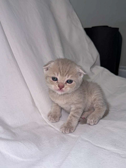 Продаю шотландского вислоухого котенка