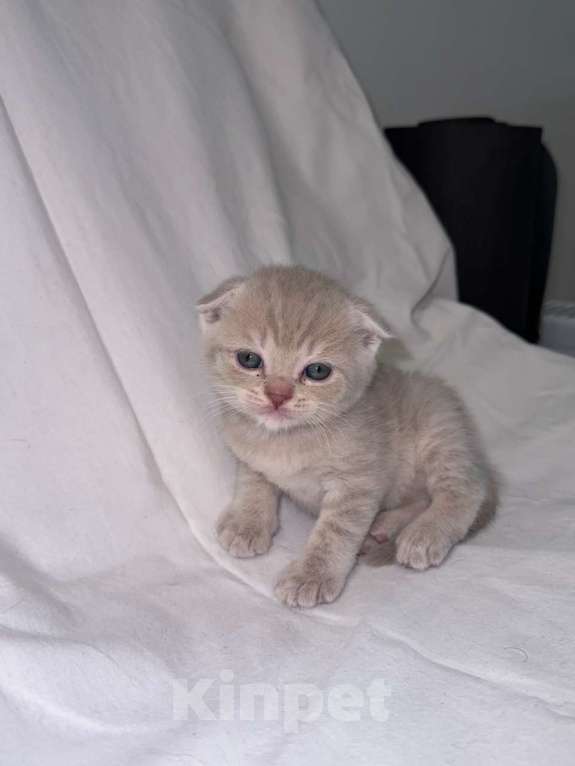 Кошки в Москве: Продаю шотландского вислоухого котенка Мальчик, 17 000 руб. - фото 1