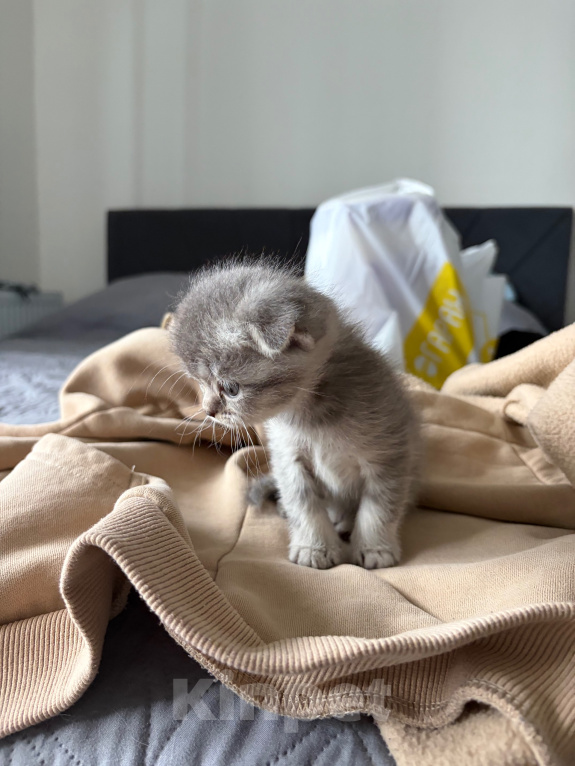 Кошки в других городах Ленинградской области: Шотландские котята Разнополые, 15 000 руб. - фото 8