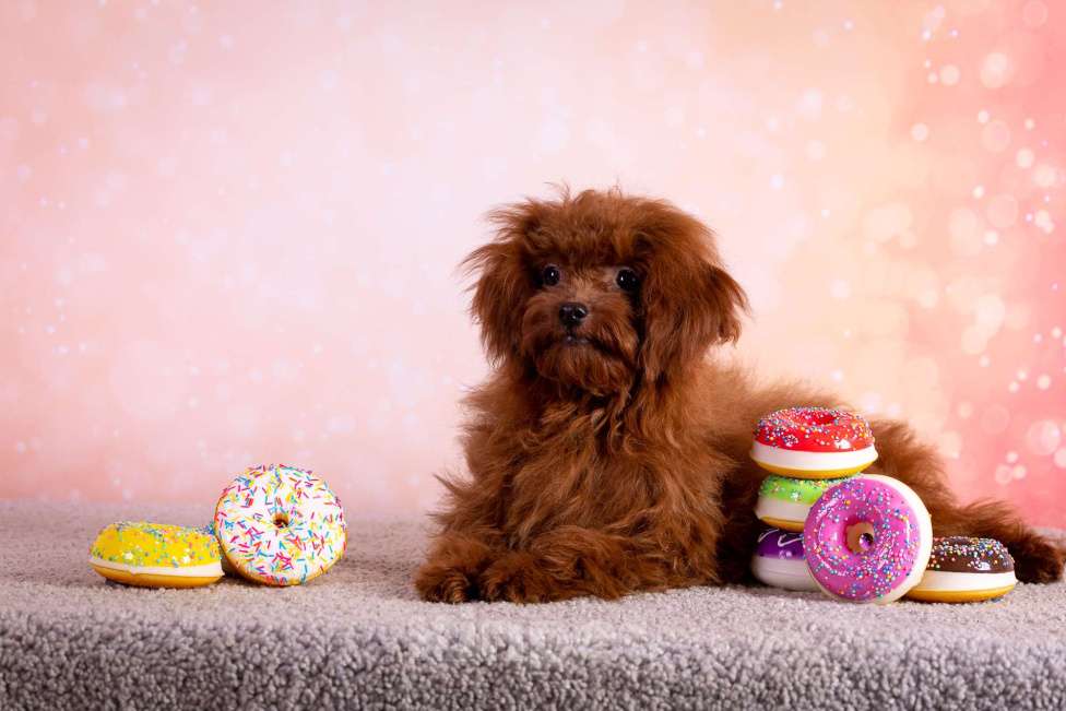 Собаки в Балашихе: Ариэль девочка той-пудель Девочка, 110 000 руб. - фото 5