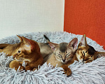 Кошки в Ставрополе: Кошечка Аби elegant pet Девочка, 45 000 руб. - фото 6