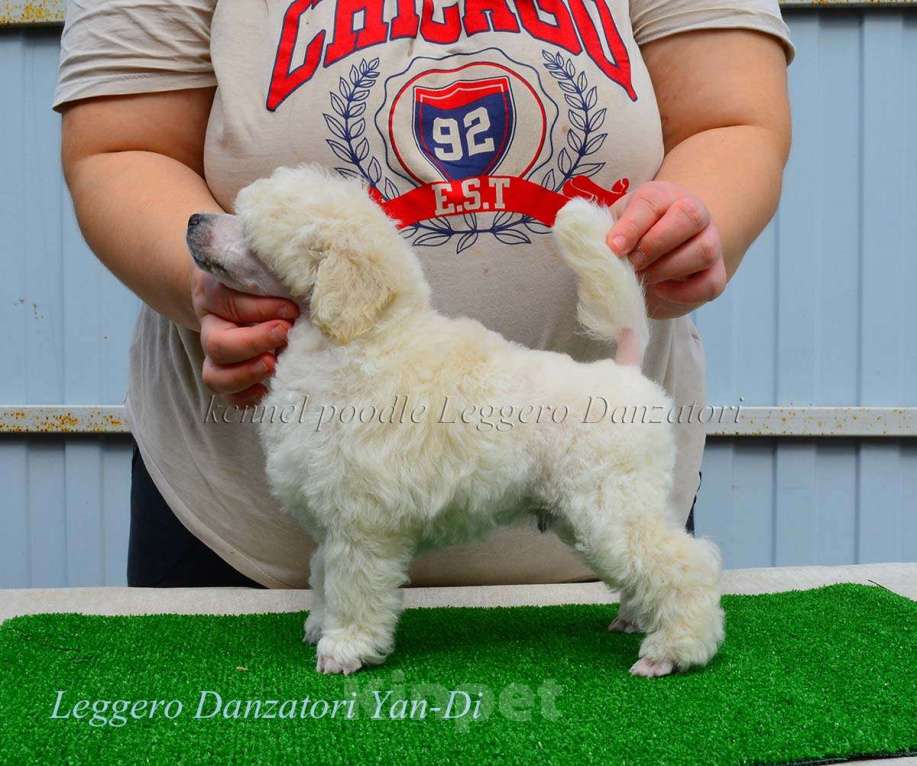 Собаки в Новороссийске: Той пудель белый Мальчик, 140 000 руб. - фото 1