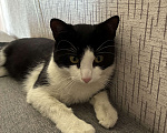 Кошки в Санкт-Петербурге: Кот Мальчик, Бесплатно - фото 3