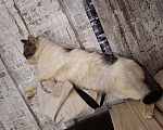 Кошки в Голицыно: Найден кот! п. Покровское, Одинцовский р-н. Мальчик, 1 руб. - фото 3