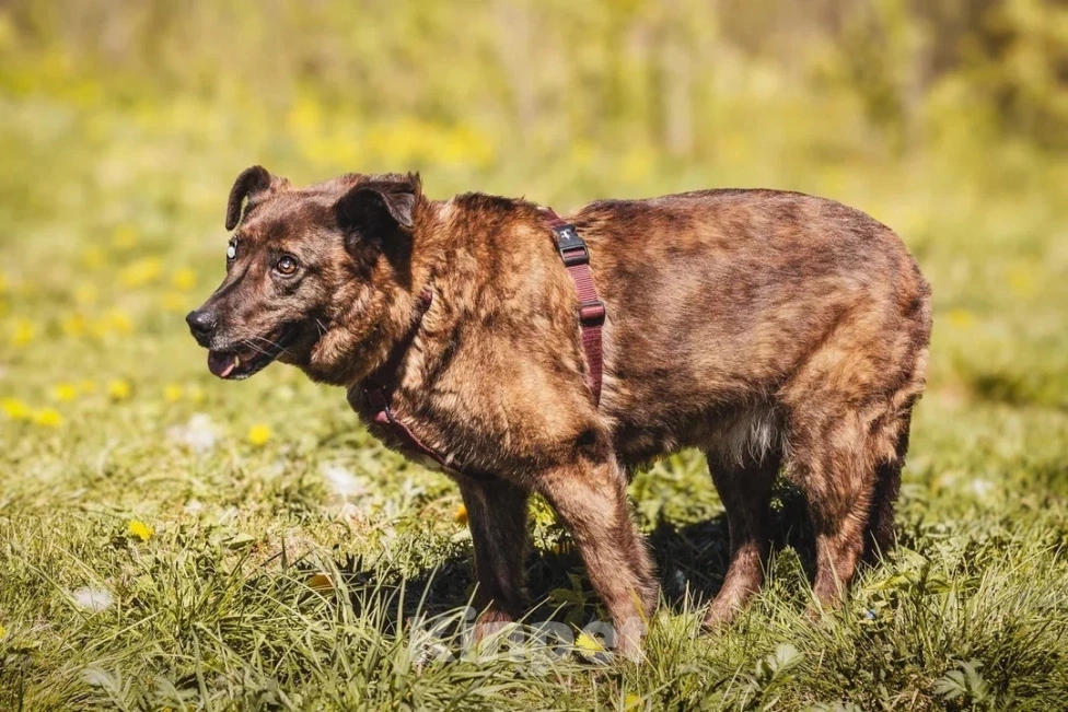 Собаки в других городах Московской области: Москва и МО. Тайра ищет дом Девочка, Бесплатно - фото 3
