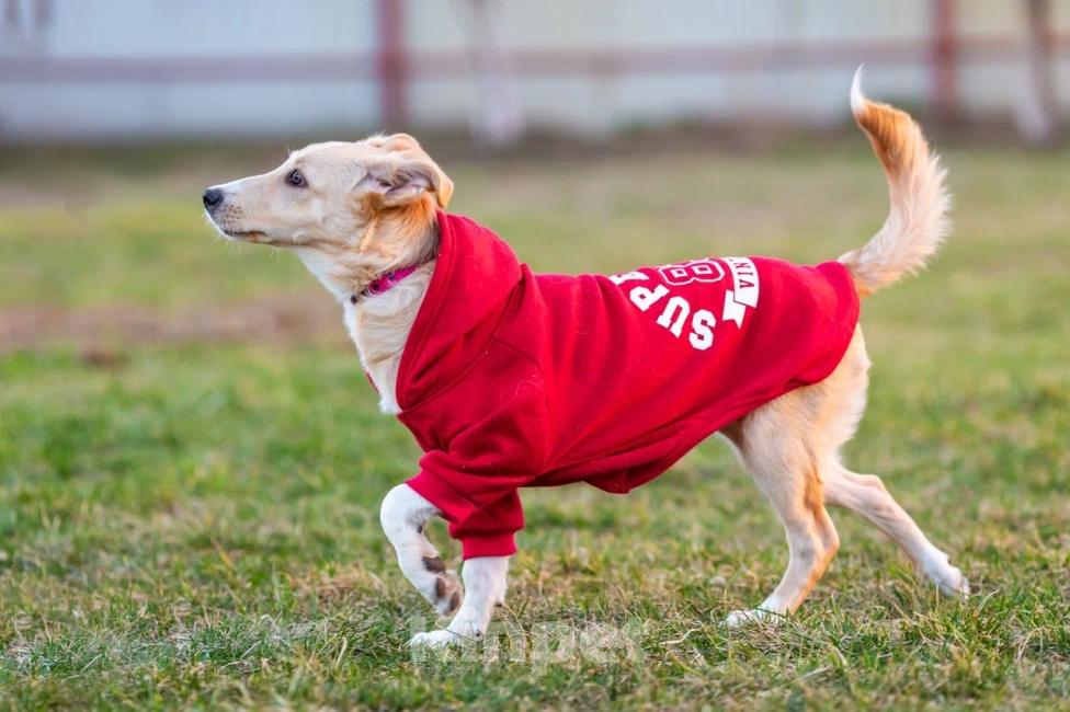 Собаки в Химках: Белла ждёт мампап 😍🍀🎀 Девочка, Бесплатно - фото 3