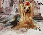 Собаки в Севастополе: Жених - красавец!, 7 руб. - фото 3