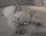 Кошки в Кстово: Британские антидепрессанты, 1 000 руб. - фото 8