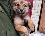 Собаки в Щелково: Отдам собаку в добрые руки Мальчик, 1 руб. - фото 6