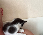 Кошки в Москве: Котята Мальчик, Бесплатно - фото 3