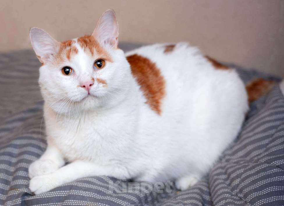 Кошки в Москве: Спокойный и ласковый бесхвостый кот Грек в дар Мальчик, 10 руб. - фото 6