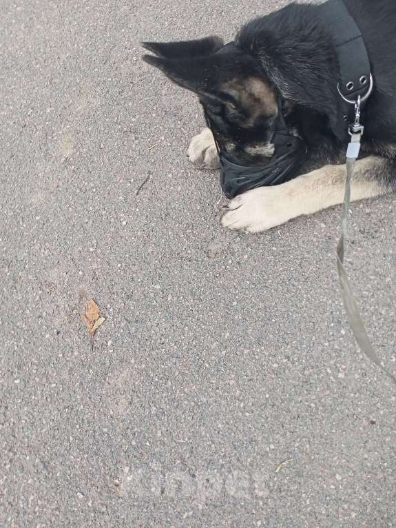 Собаки в других городах Ленинградской области: Срочно продаю Девочка, 35 000 руб. - фото 9