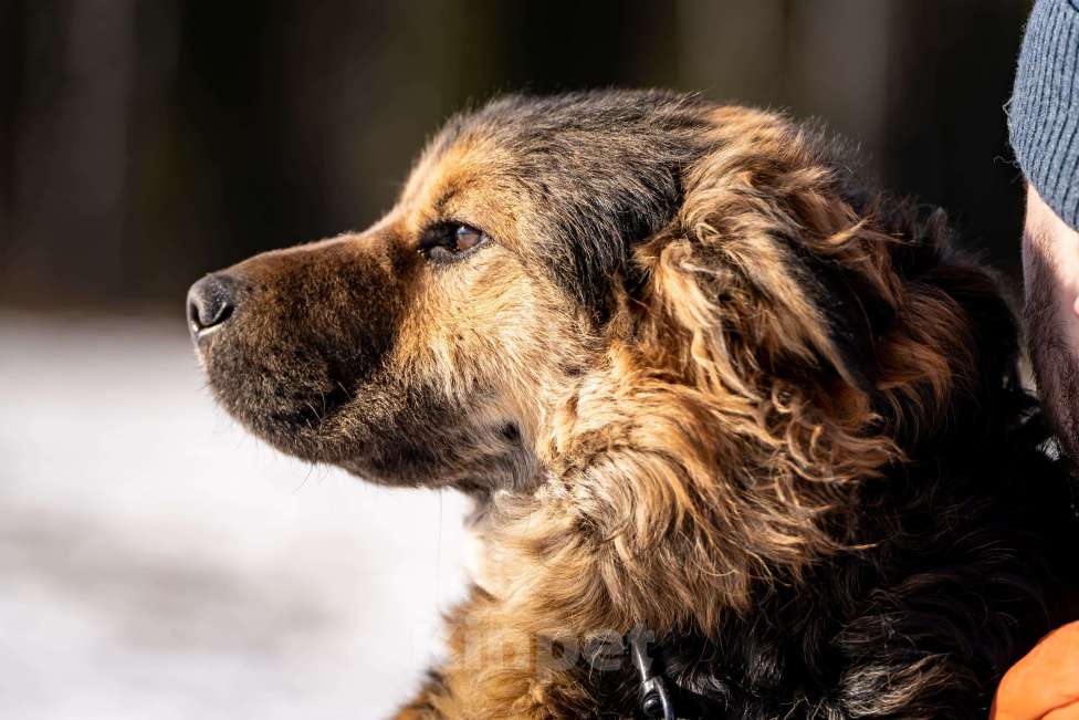 Собаки в Клине: Шарпундель - прикольный пёс Мальчик, Бесплатно - фото 5