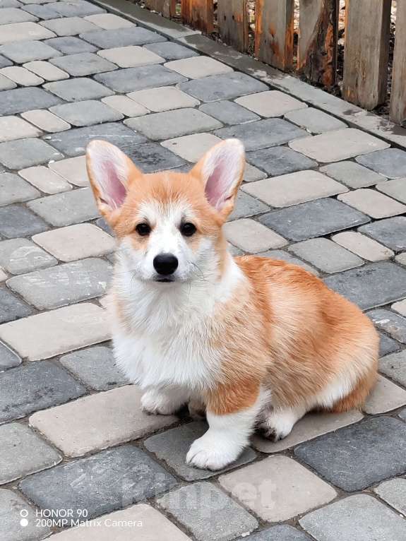 Собаки в Симферополе: Девочка корги Мальчик, 80 000 руб. - фото 3