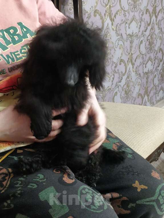 Собаки в Москве: Той пудель Мальчик, 35 000 руб. - фото 1