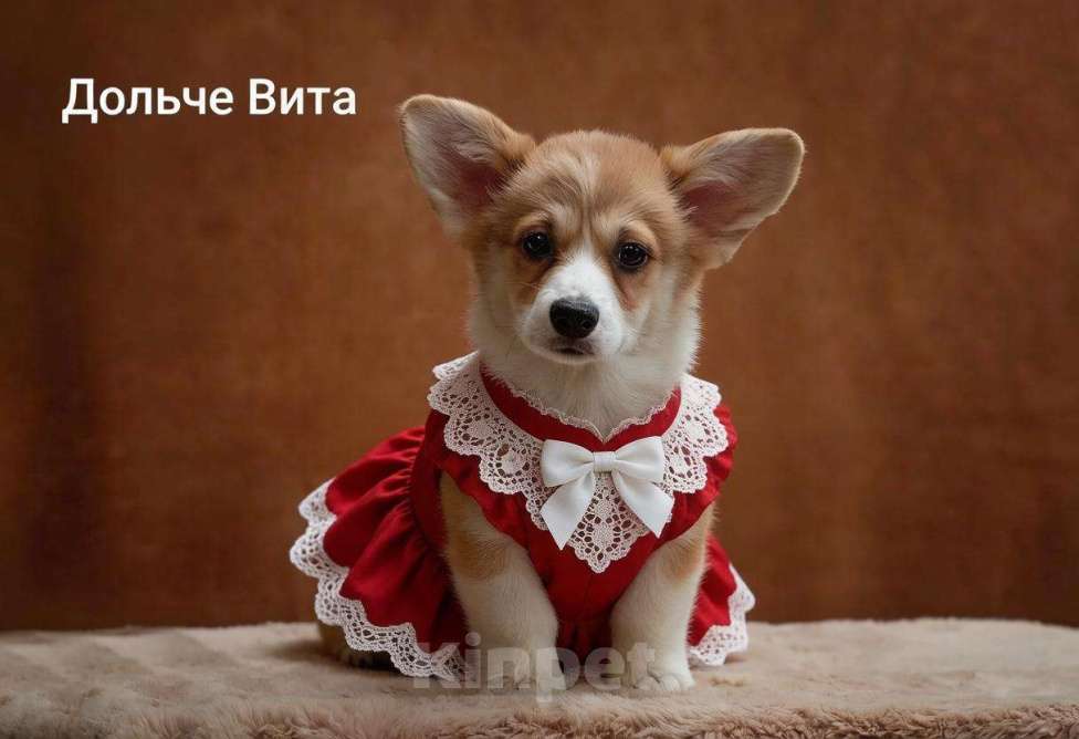 Собаки в Перми: Щенок вельш-корги Девочка, 60 000 руб. - фото 1