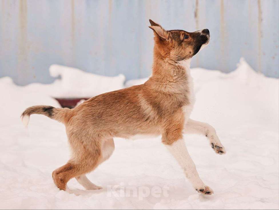 Собаки в других городах Московской области: Алекса,якутенок Девочка, Бесплатно - фото 1