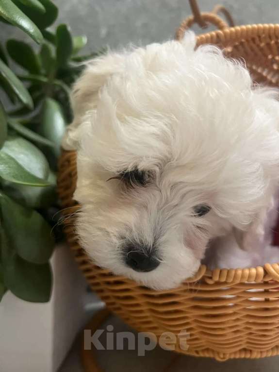 Собаки в других городах Ленинградской области: Мальтипу F1 Мальчик, 99 000 руб. - фото 4