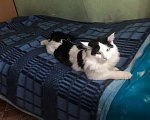 Кошки в Лесосибирске: Потерялся черное-белый кот в Лесосибирске  Мальчик, 500 руб. - фото 3