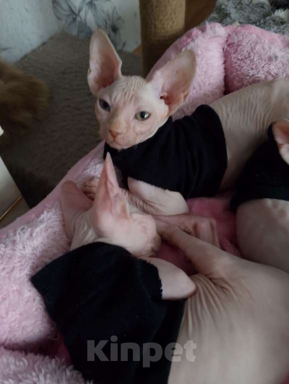 Кошки в Михайловске: Сфинкс котята Девочка, 11 000 руб. - фото 1