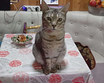 Кошки в Калязине: ПОТЕРЯЛСЯ КОТ МАСЯ Мальчик, 200 руб. - фото 1