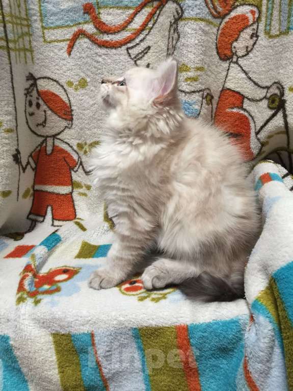 Кошки в Санкт-Петербурге: Невский маскарадный котёнок, кошка Девочка, 45 000 руб. - фото 2