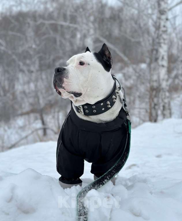 Собаки в Новосибирске: Ищу суку для вязки своему кобелю  Мальчик, Бесплатно - фото 3