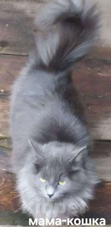 Кошки в Москве: Котята ищут дом Мальчик, Бесплатно - фото 6