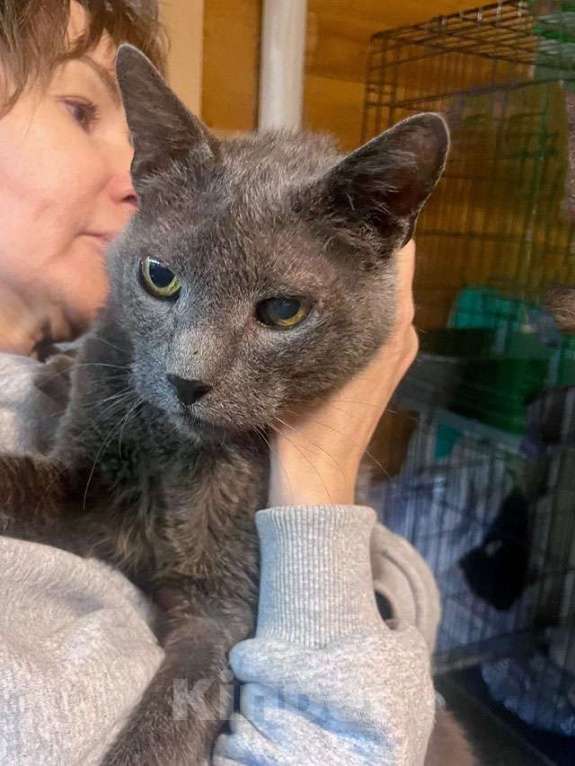 Кошки в Москве: Гера ищет дом: доверчивое сердце, которое верит в людей вопреки всему Мальчик, Бесплатно - фото 7