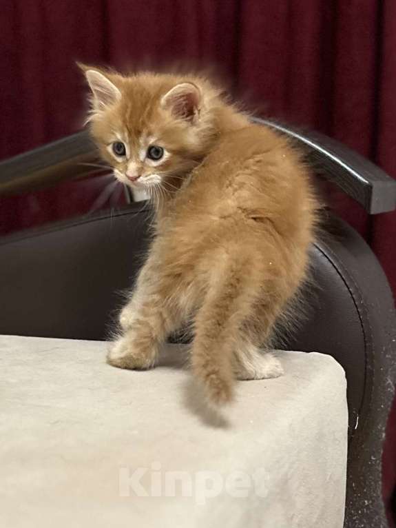 Кошки в Москве: Чудесный котенок мейн кун  Мальчик, Бесплатно - фото 4