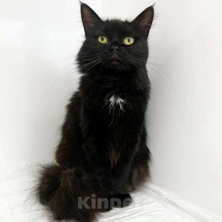 Кошки в Москве: Пушистая черная кошечка ищет дом Девочка, Бесплатно - фото 3