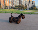 Собаки в Москве: Продаю щенка скотчтерьера.  Девочка, Бесплатно - фото 5