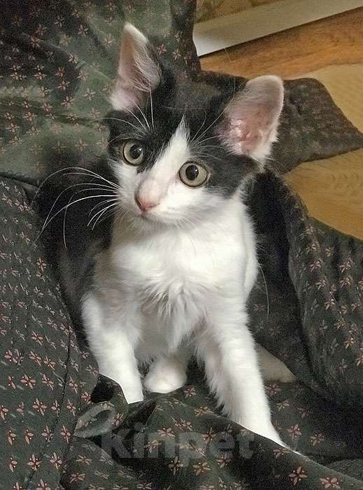 Кошки в Москве: Ласковая, игривая девочка-котенок Мэй в добрые руки Девочка, 10 руб. - фото 3