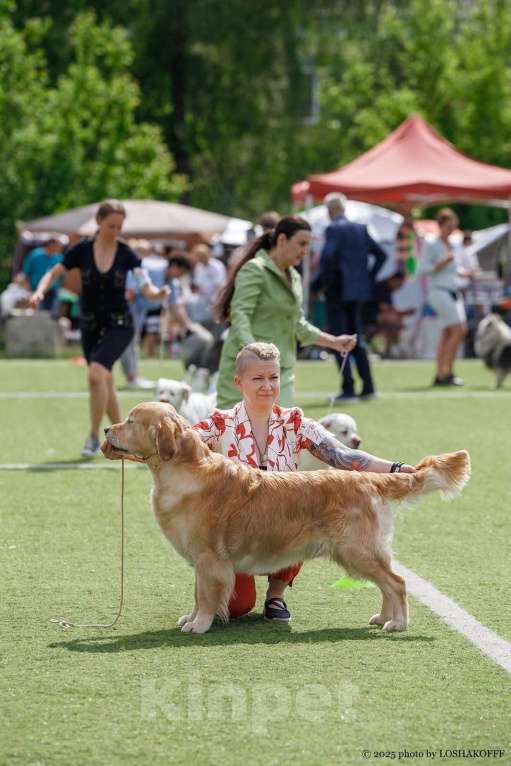 Собаки в Санкт-Петербурге: Чудесные  щенки Золотистый ретривер Мальчик, 60 000 руб. - фото 3
