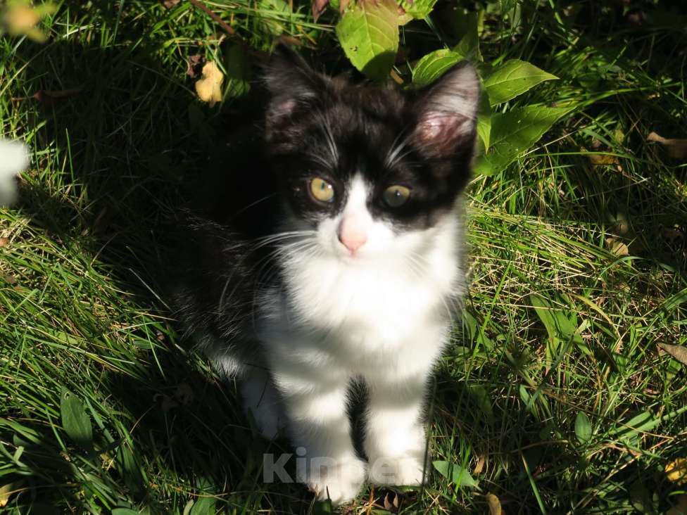 Кошки в Рязани: Котёнок Мальчик, 100 руб. - фото 1