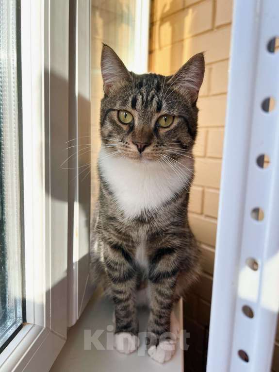 Кошки в Москве: Роскошный полосатый котик Кекс в добрые руки Мальчик, Бесплатно - фото 2