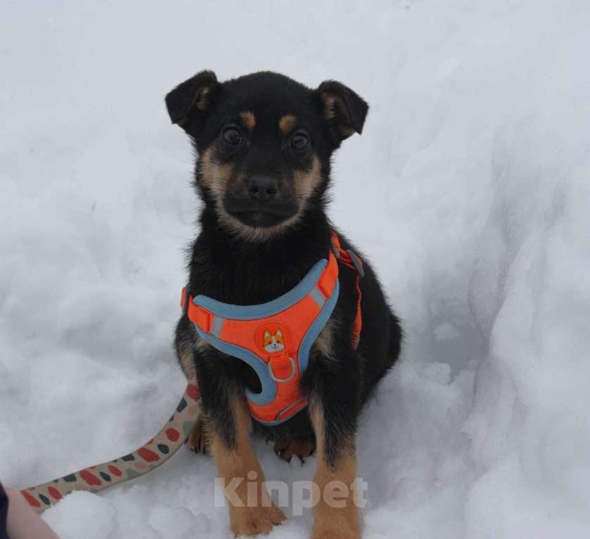 Собаки в Москве: Маленькой красоточке Айке очень нужны дом и семья Девочка, Бесплатно - фото 5