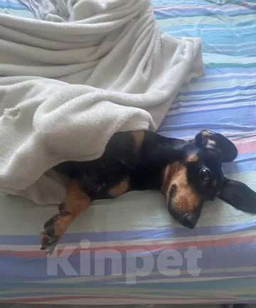 Собаки в Сургуте: такса в добрые руки Девочка, Бесплатно - фото 2