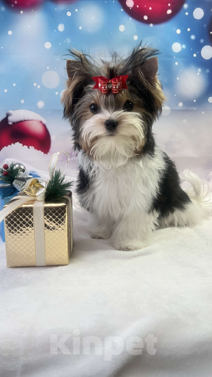 Собаки в Москве: Щенок мальчик  Мальчик, Бесплатно - фото 1