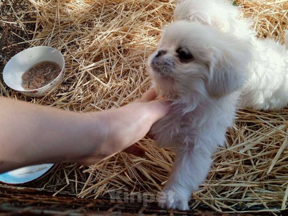 Собаки в Москве: Мальчик пекинес. Мальчик, 30 000 руб. - фото 3